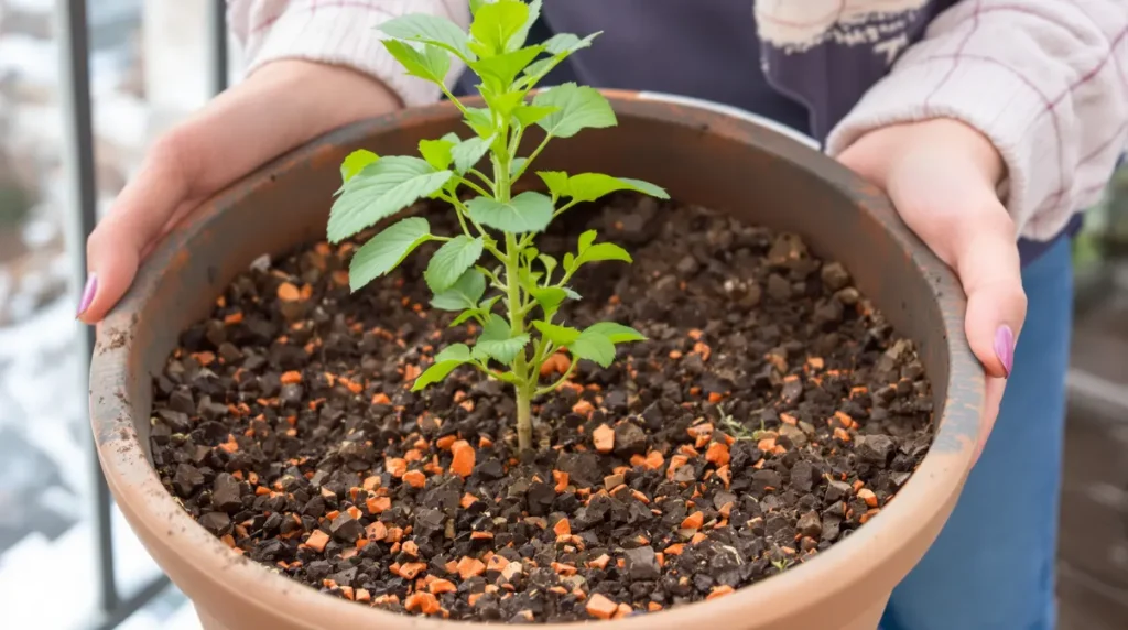 La plante qui remplace les cubes de bouillon en cuisine et se met en pot à une période précise
